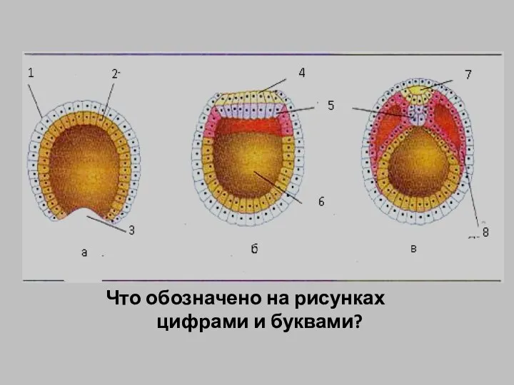 Что обозначено на рисунках цифрами и буквами?