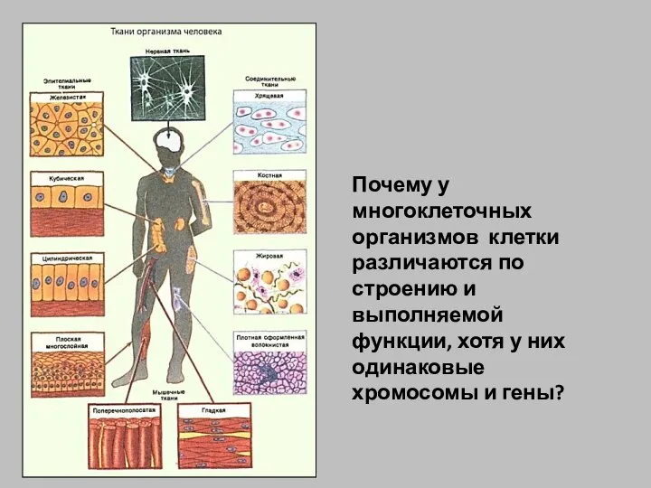 Почему у многоклеточных организмов клетки различаются по строению и выполняемой функции,