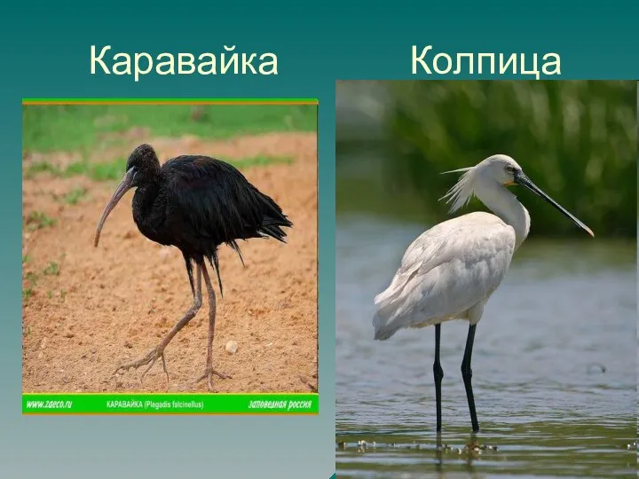 Каравайка Колпица