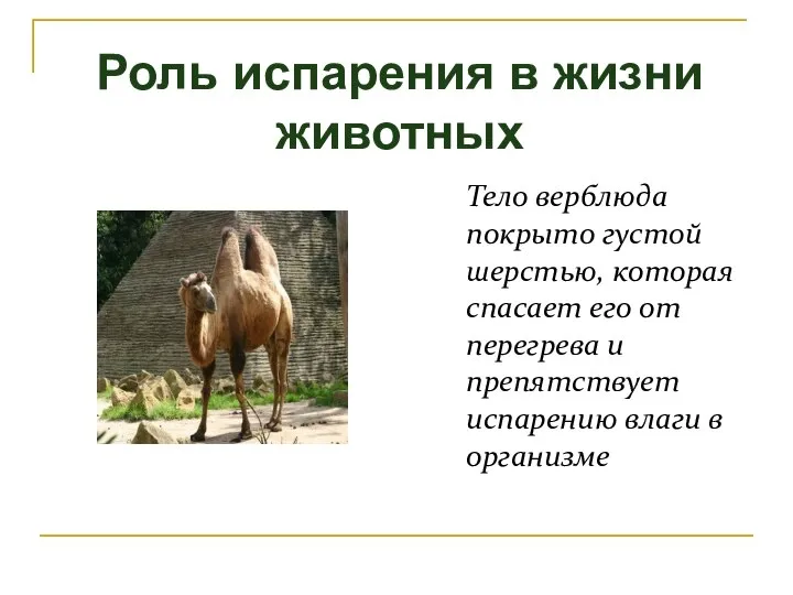 Роль испарения в жизни животных Тело верблюда покрыто густой шерстью, которая