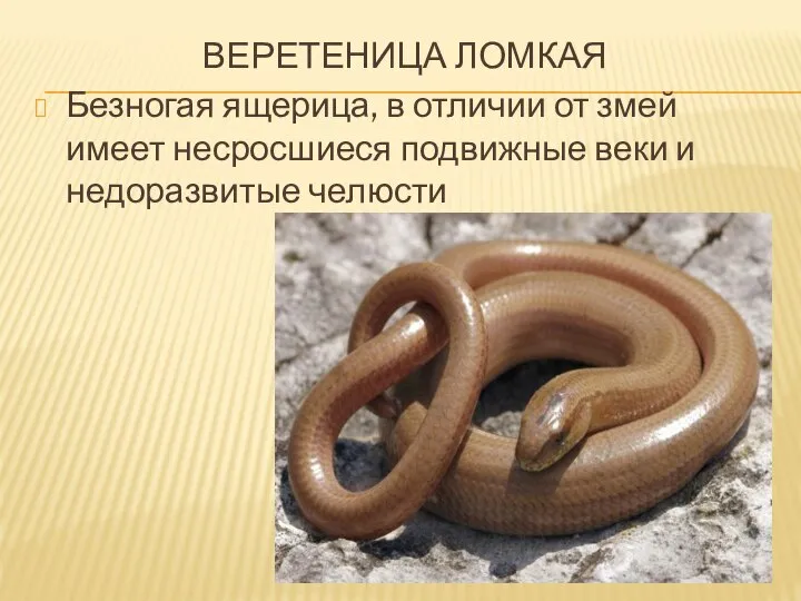 веретеница ломкая Безногая ящерица, в отличии от змей имеет несросшиеся подвижные веки и недоразвитые челюсти