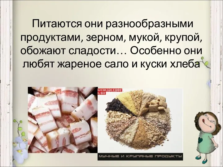 Питаются они разнообразными продуктами, зерном, мукой, крупой, обожают сладости… Особенно они