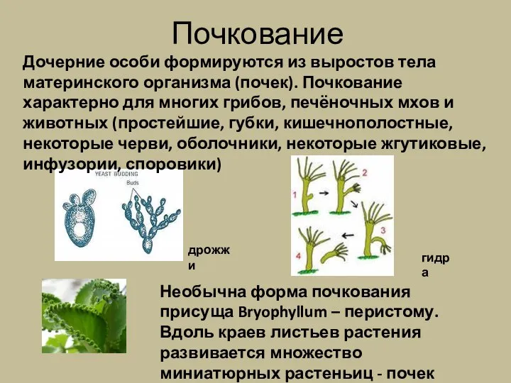 Почкование Необычна форма почкования присуща Bryophyllum – перистому. Вдоль краев листьев