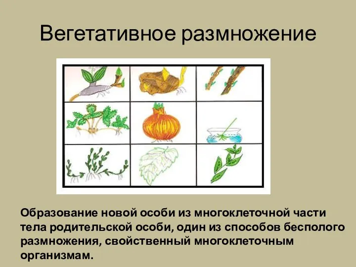 Вегетативное размножение Образование новой особи из многоклеточной части тела родительской особи,