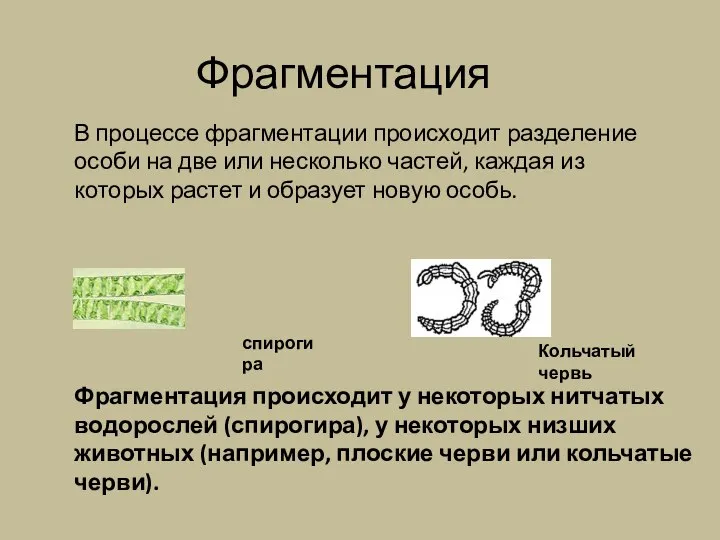 Фрагментация В процессе фрагментации происходит разделение особи на две или несколько