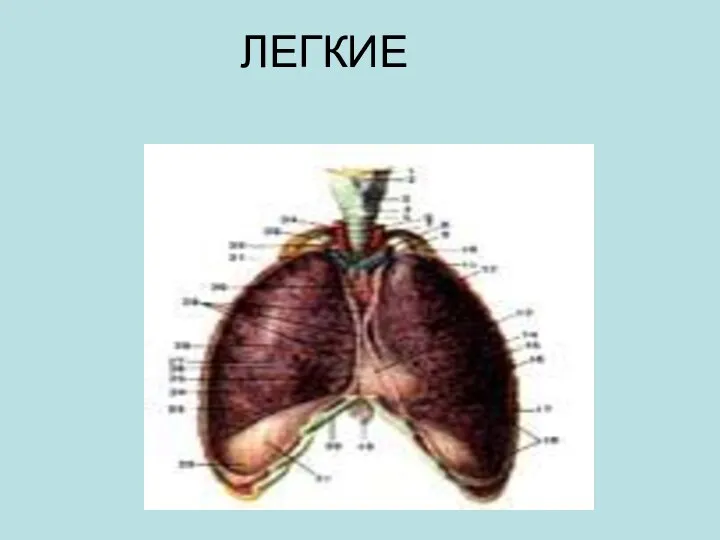 ЛЕГКИЕ