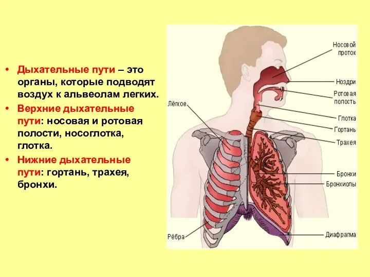 Дыхательные пути – это органы, которые подводят воздух к альвеолам легких.