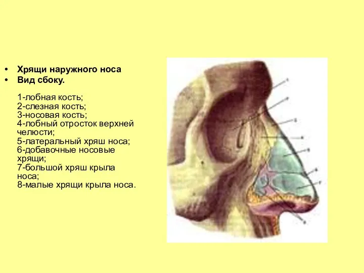 Хрящи наружного носа Вид сбоку. 1-лобная кость; 2-слезная кость; 3-носовая кость;