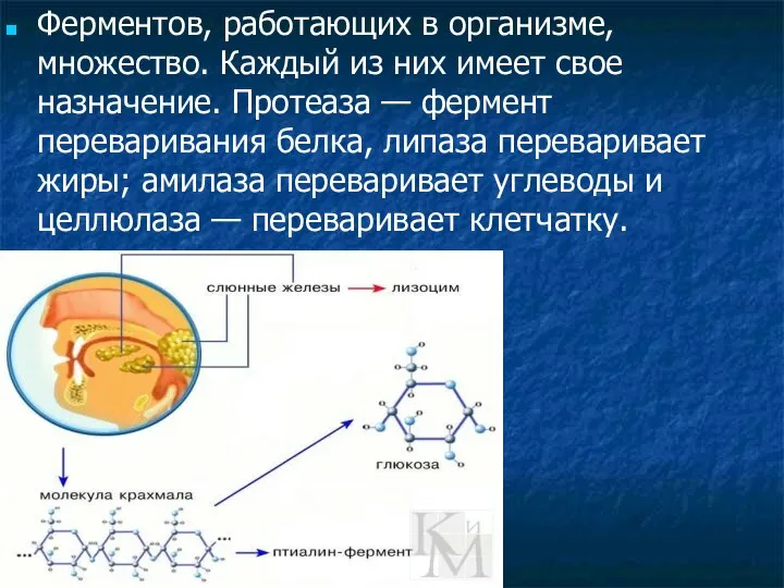 Ферментов, работающих в организме, множество. Каждый из них имеет свое назначение.