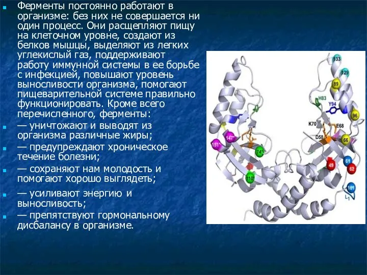 Ферменты постоянно работают в организме: без них не совершается ни один