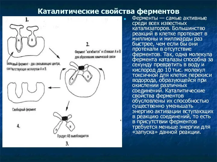 Каталитические свойства ферментов Ферменты — самые активные среди всех известных катализаторов.