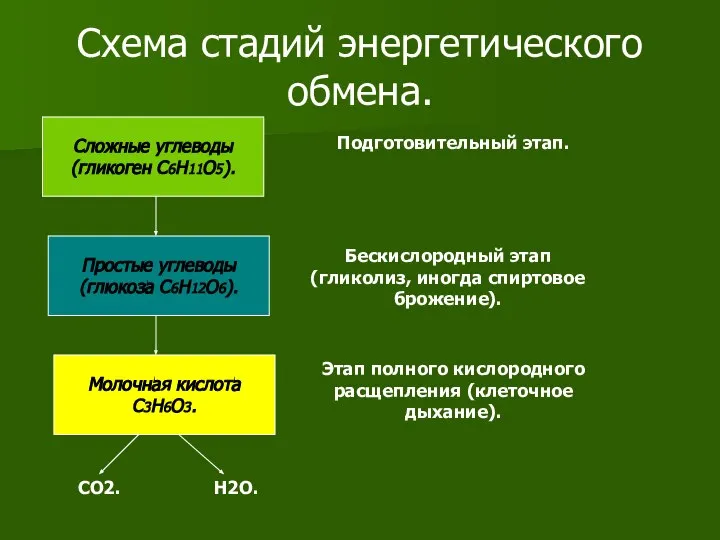 Схема стадий энергетического обмена. Сложные углеводы (гликоген C6H11O5). Простые углеводы (глюкоза