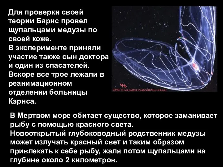 Для проверки своей теории Барнс провел щупальцами медузы по своей коже.