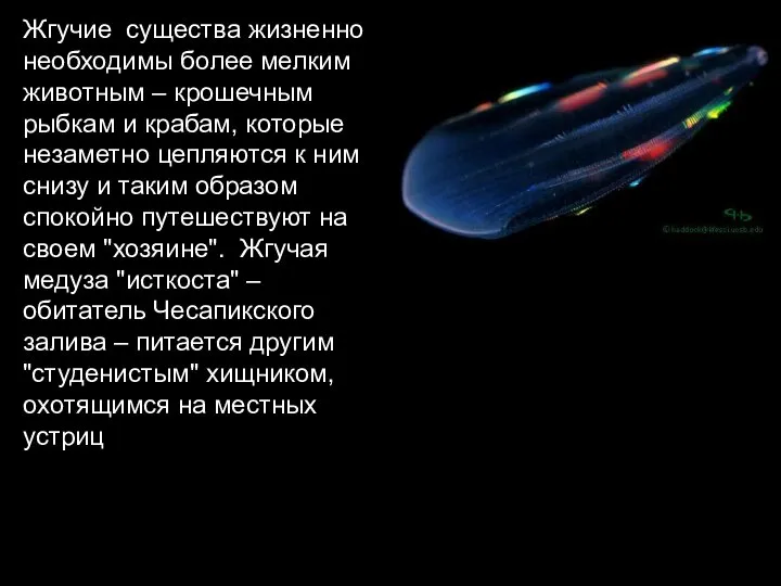 Жгучие существа жизненно необходимы более мелким животным – крошечным рыбкам и