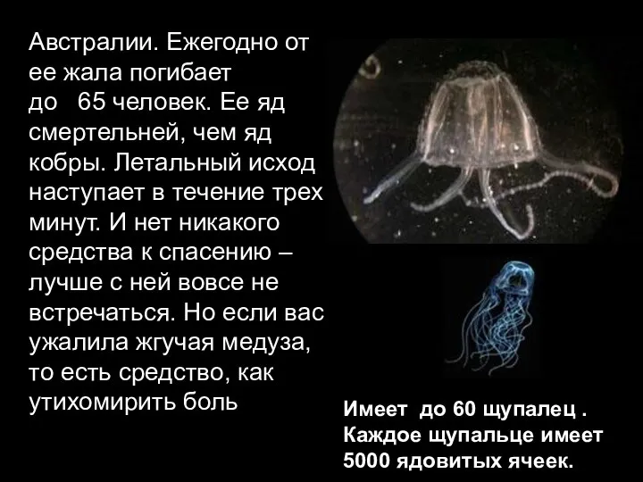 Австралии. Ежегодно от ее жала погибает до 65 человек. Ее яд