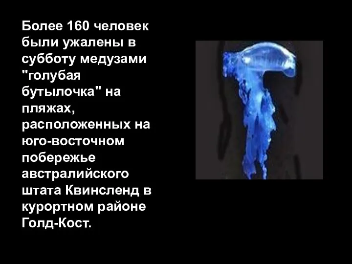 Более 160 человек были ужалены в субботу медузами "голубая бутылочка" на