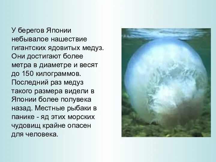 У берегов Японии небывалое нашествие гигантских ядовитых медуз. Они достигают более