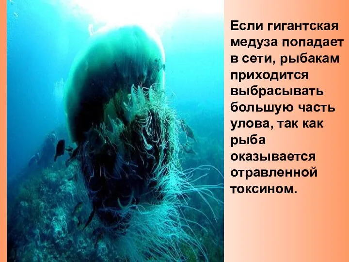 Если гигантская медуза попадает в сети, рыбакам приходится выбрасывать большую часть