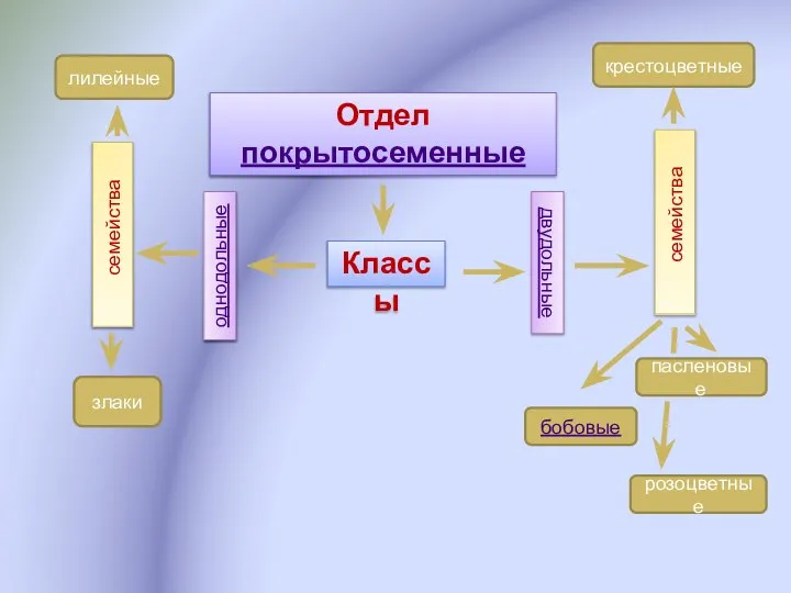 Отдел покрытосеменные Классы однодольные двудольные семейства лилейные злаки семейства крестоцветные розоцветные пасленовые бобовые