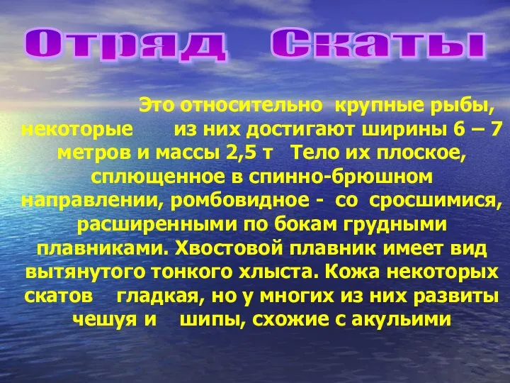 Отряд Скаты Это относительно крупные рыбы, некоторые из них достигают ширины