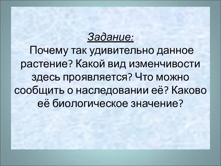 Задание: Почему так удивительно данное растение? Какой вид изменчивости здесь проявляется?