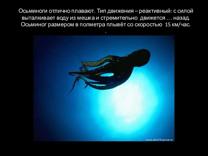 Осьминоги отлично плавают. Тип движения – реактивный: с силой выталкивает воду