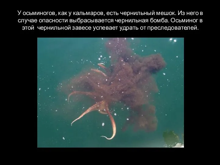 У осьминогов, как у кальмаров, есть чернильный мешок. Из него в