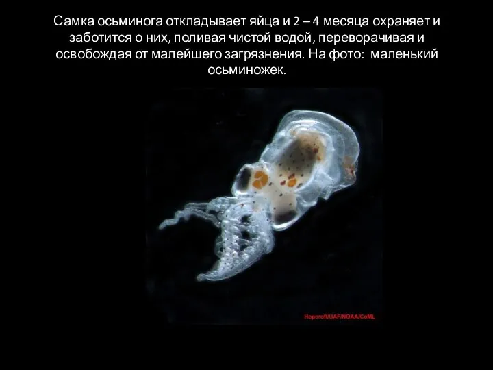 Самка осьминога откладывает яйца и 2 – 4 месяца охраняет и