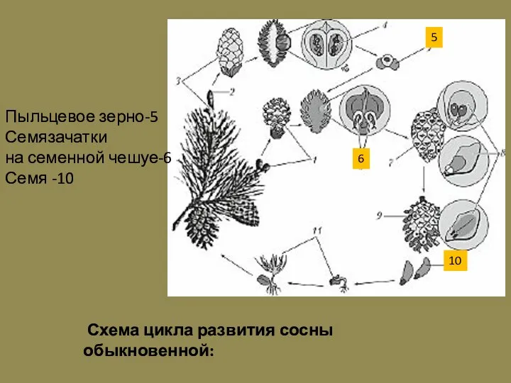 Пыльцевое зерно-5 Семязачатки на семенной чешуе-6 Семя -10 6 10 5 Схема цикла развития сосны обыкновенной: