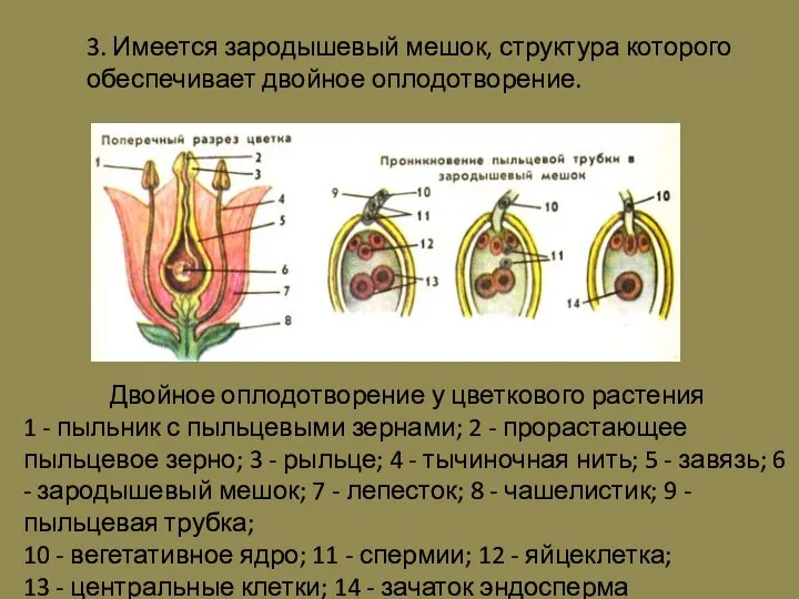 3. Имеется зародышевый мешок, структура которого обеспечивает двойное оплодотворение. Двойное оплодотворение