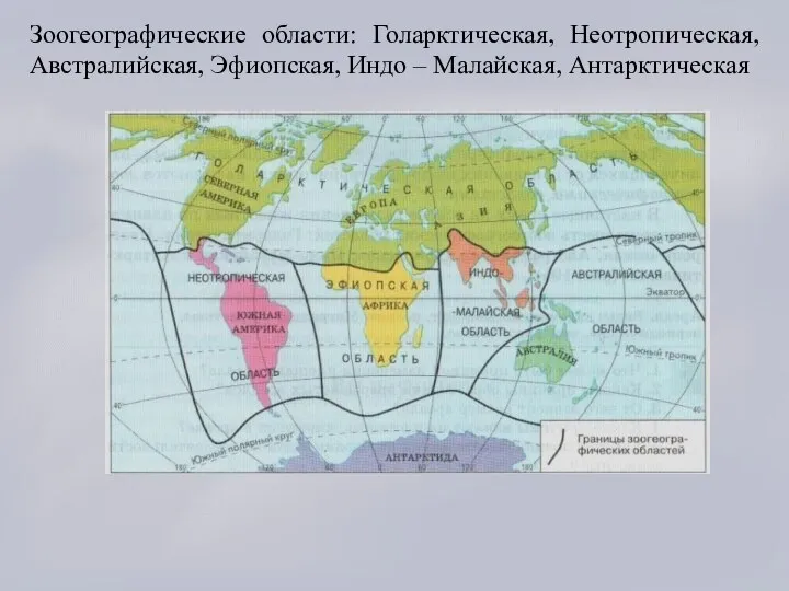 Зоогеографические области: Голарктическая, Неотропическая, Австралийская, Эфиопская, Индо – Малайская, Антарктическая