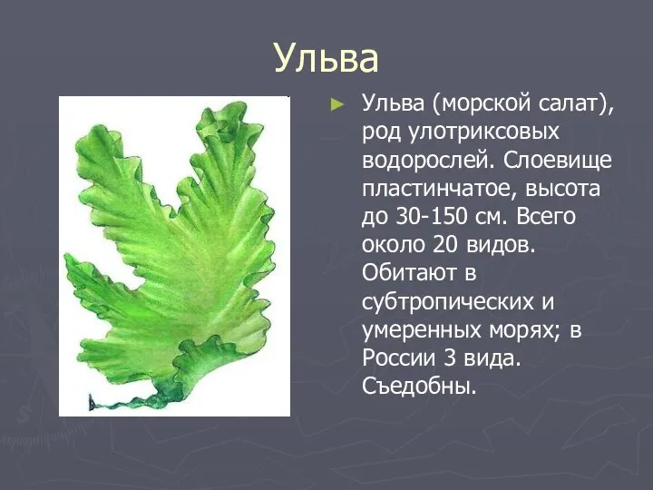 Ульва Ульва (морской салат), род улотриксовых водорослей. Слоевище пластинчатое, высота до
