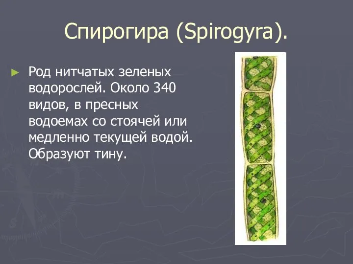 Спирогира (Spirogyra). Род нитчатых зеленых водорослей. Около 340 видов, в пресных