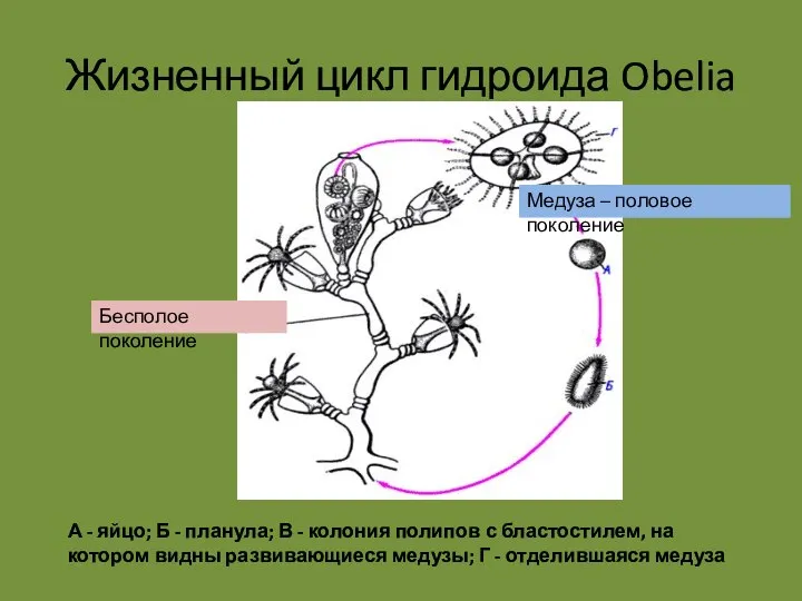 Жизненный цикл гидроида Obelia А - яйцо; Б - планула; В