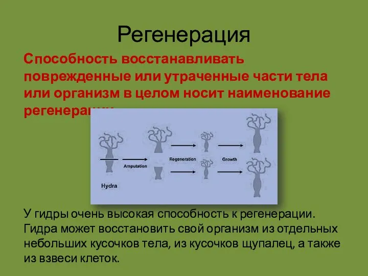 Регенерация Способность восстанавливать поврежденные или утраченные части тела или организм в