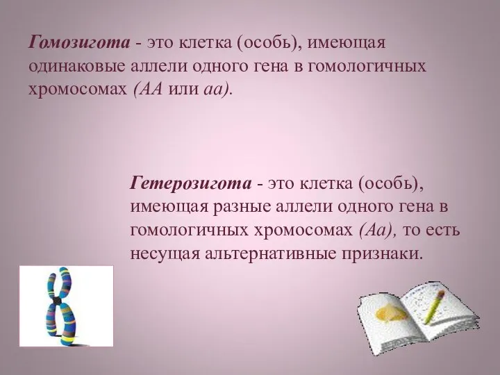 Гомозигота - это клетка (особь), имеющая одинаковые аллели одного гена в