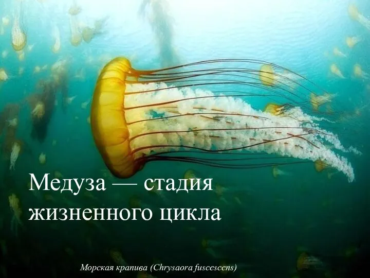 Медуза — стадия жизненного цикла, характерная для стрекающих Морская крапива (Chrysaora
