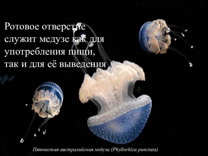 Ротовое отверстие служит медузе как для употребления пищи, так и для
