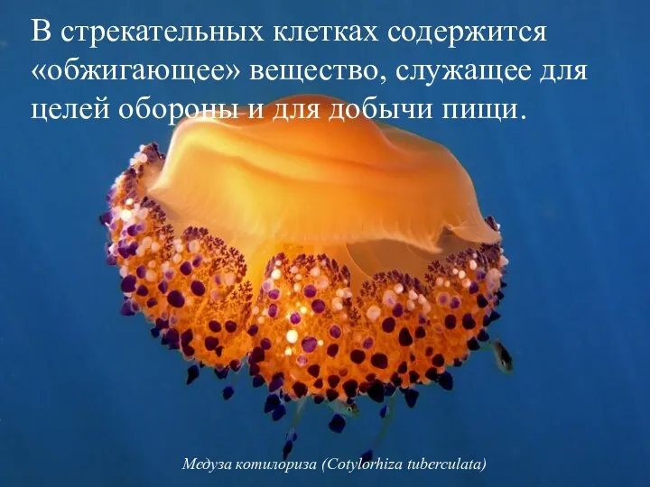 Медуза котилориза (Cotylorhiza tuberculata) В стрекательных клетках содержится «обжигающее» вещество, служащее