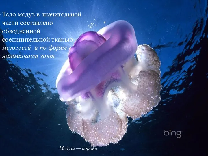 Тело медуз в значительной части составлено обводнённой соединительной тканью - мезоглеей