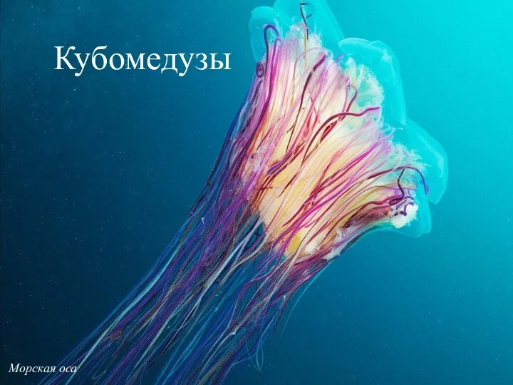 Морская оса Кубомедузы