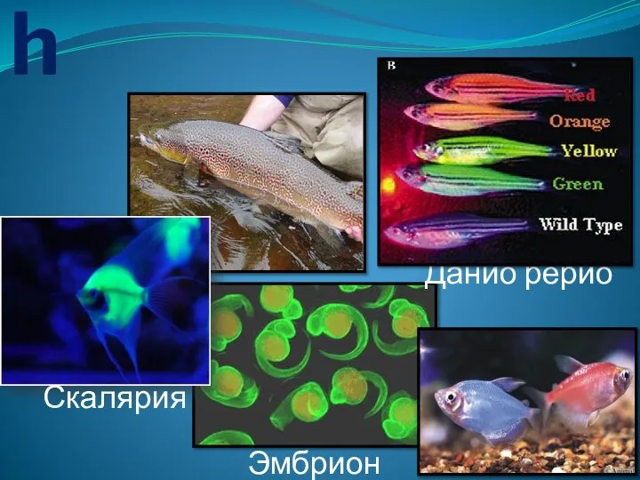 GloFish Данио рерио Эмбрион Скалярия