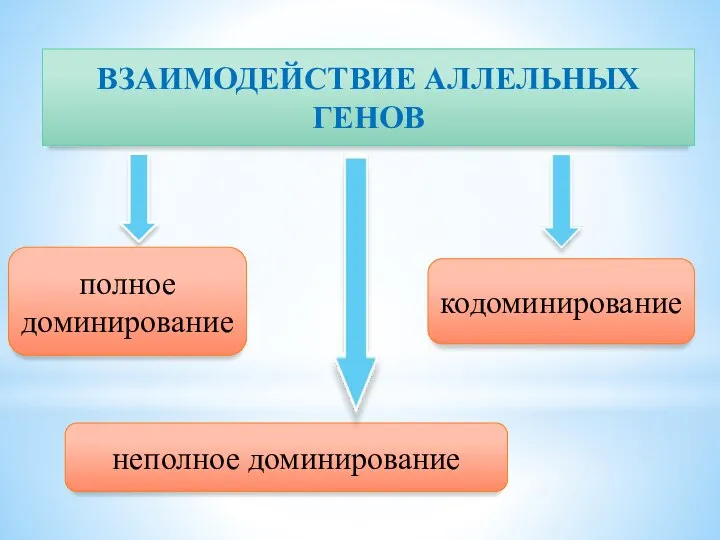 ВЗАИМОДЕЙСТВИЕ АЛЛЕЛЬНЫХ ГЕНОВ полное доминирование неполное доминирование кодоминирование