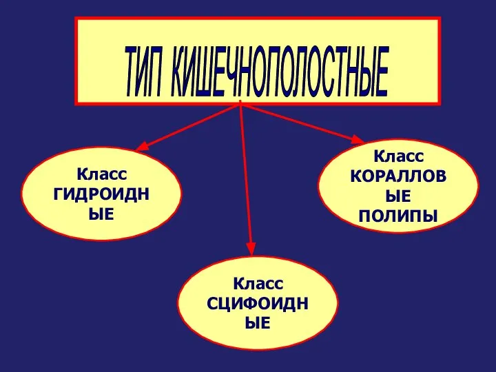 ТИП КИШЕЧНОПОЛОСТНЫЕ Класс ГИДРОИДНЫЕ Класс СЦИФОИДНЫЕ Класс КОРАЛЛОВЫЕ ПОЛИПЫ