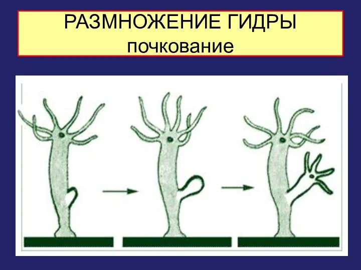 РАЗМНОЖЕНИЕ ГИДРЫ почкование