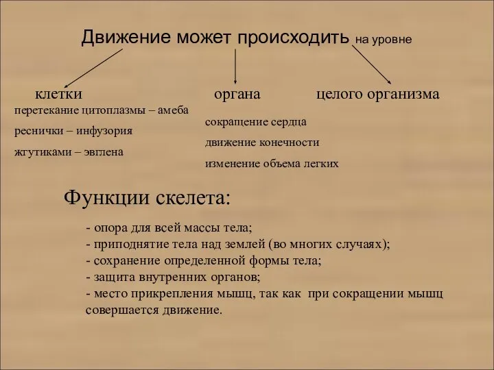 Движение может происходить на уровне клетки органа целого организма Функции скелета: