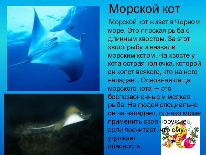 Морской кот Морской кот живет в Черном море. Это плоская рыба