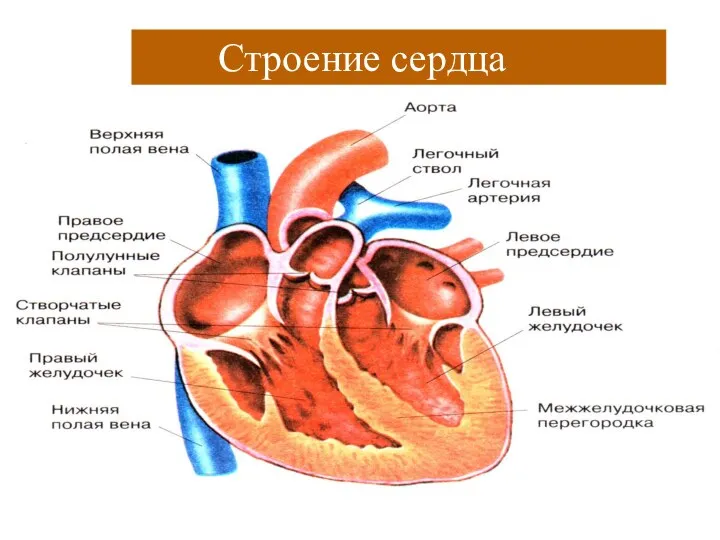 Строение сердца Строение сердца