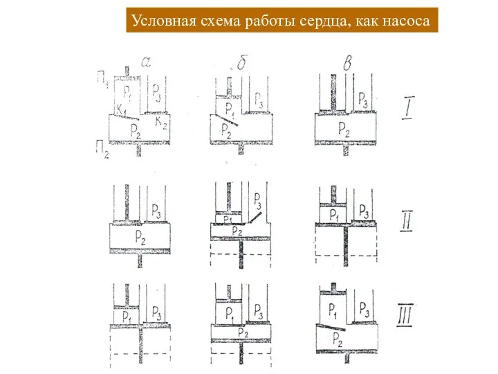 Условная схема работы сердца, как насоса