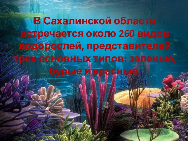 В Сахалинской области встречается около 260 видов водорослей, представителей трех основных типов: зеленые, бурые и красные.